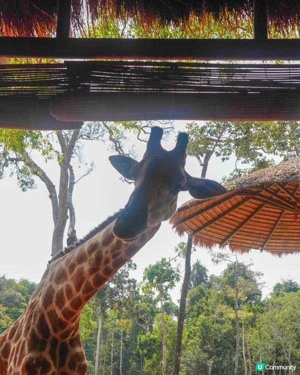 【越南最大野生動物園，近距離接觸動物】 