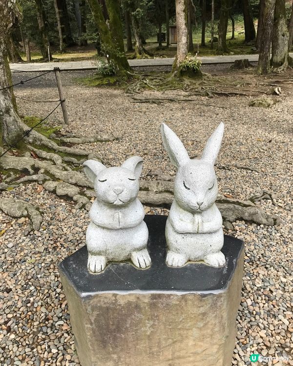 連兔仔都會參拜的神社⛩️