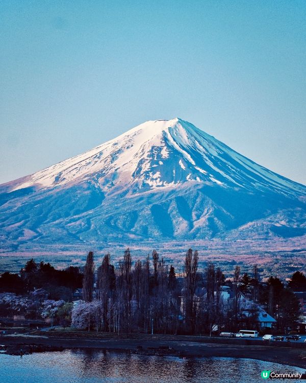 富士山櫻花之旅