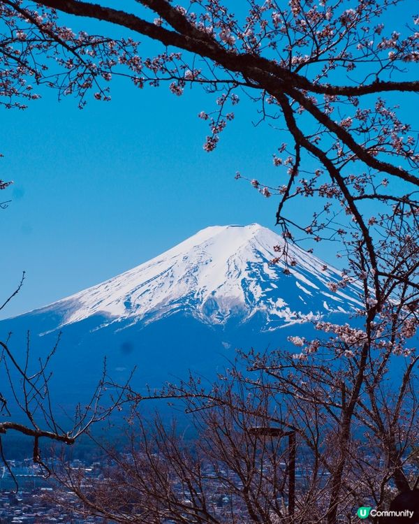 富士山櫻花之旅