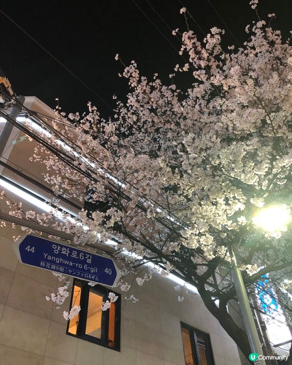 🎐首爾- 合井站夜櫻