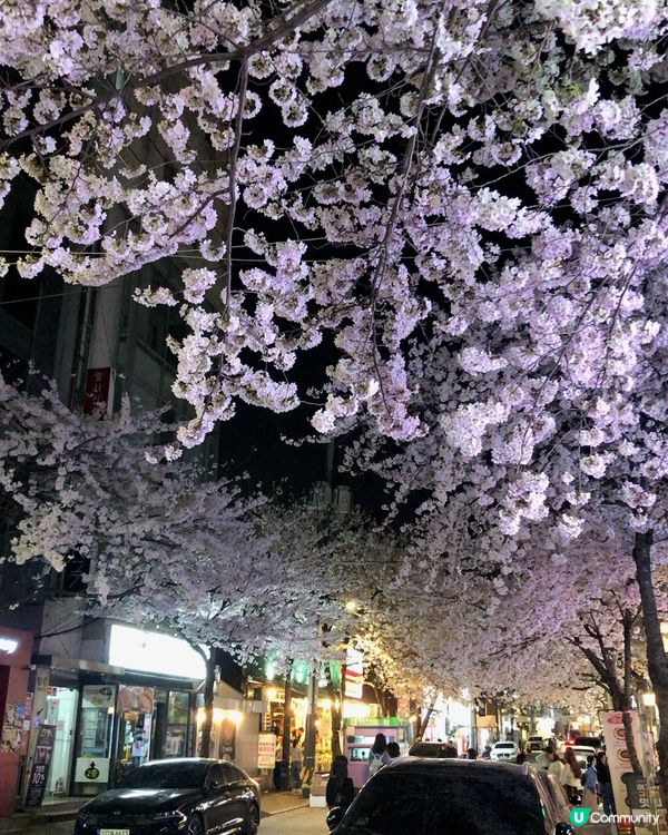 🎐首爾- 合井站夜櫻