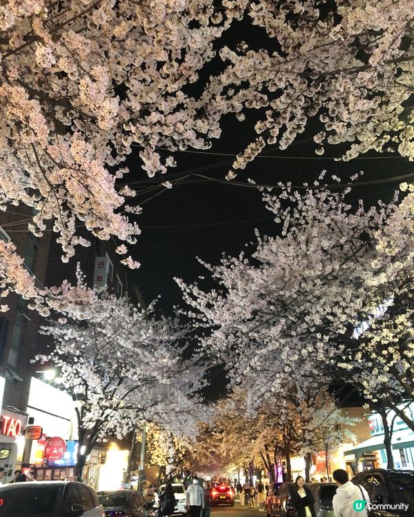 🎐首爾- 合井站夜櫻