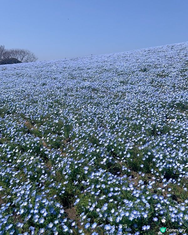 季節限定的浪漫花海，親子遊必去