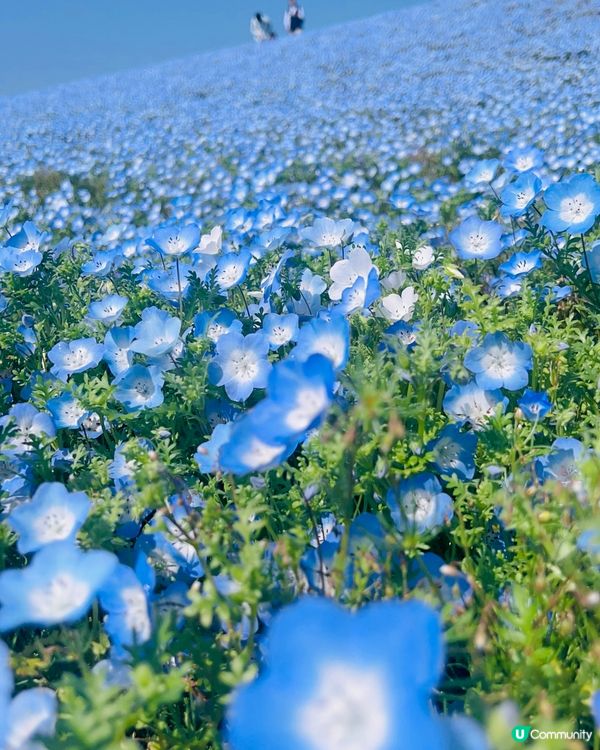 季節限定的浪漫花海，親子遊必去