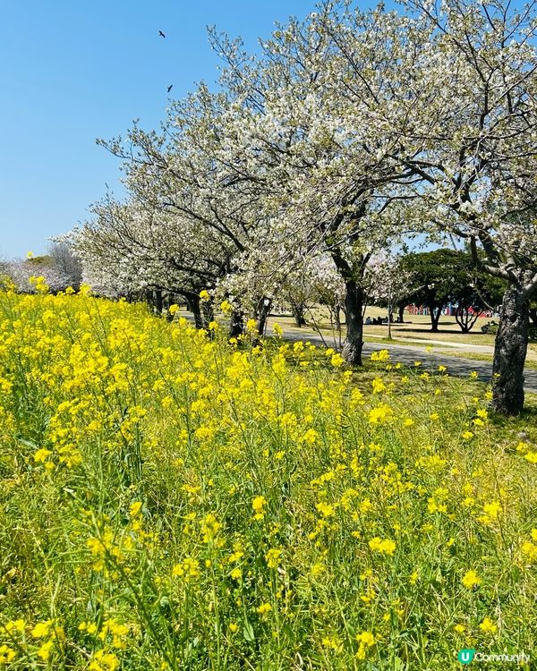 季節限定的浪漫花海，親子遊必去