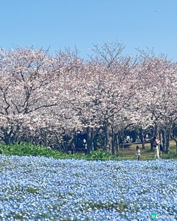 季節限定的浪漫花海，親子遊必去