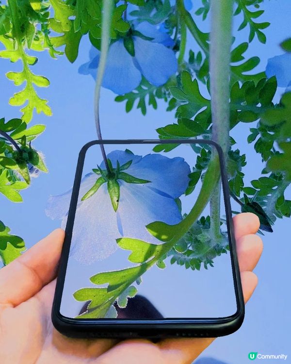 季節限定的浪漫花海，親子遊必去