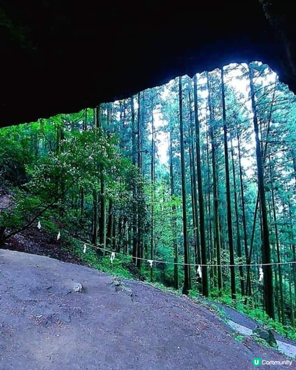 『萤火の森 上色見熊野座神社』 
【微雨中更顯神秘】
