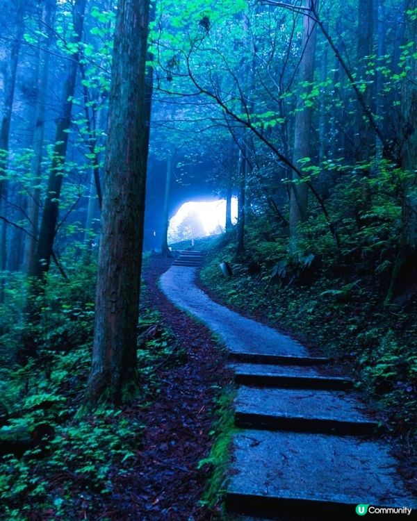 『萤火の森 上色見熊野座神社』 
【微雨中更顯神秘】