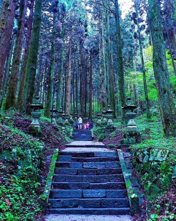 『萤火の森 上色見熊野座神社』 
【微雨中更顯神秘】