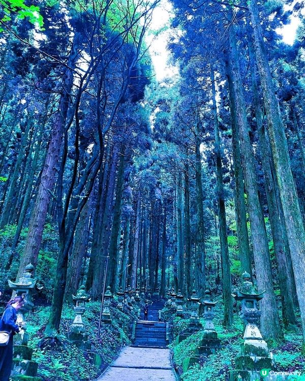 『萤火の森 上色見熊野座神社』 
【微雨中更顯神秘】