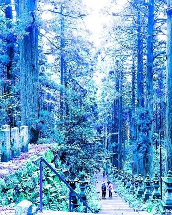 『萤火の森 上色見熊野座神社』 
【微雨中更顯神秘】