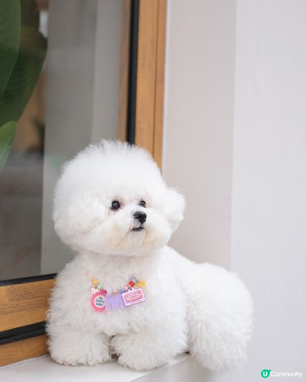 狗狗都有珠寶㗎💍