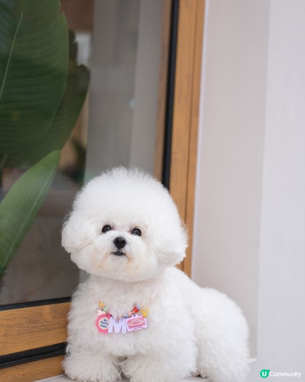 狗狗都有珠寶㗎💍