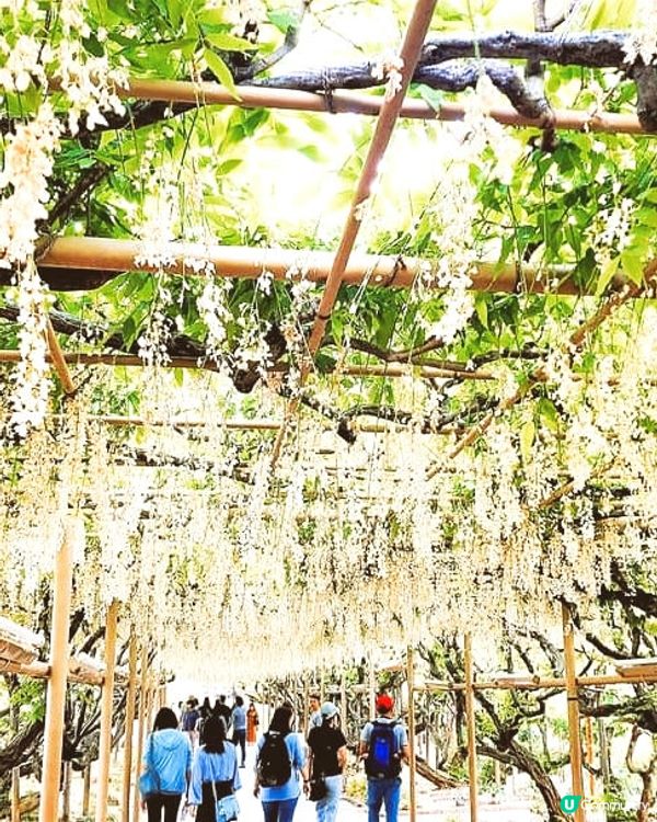 蜜蜂嗡嗡嗡~! 足利花卉公園 [藤FUJI】💕