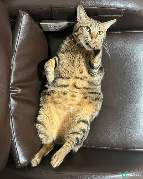 每日過住躺平生活