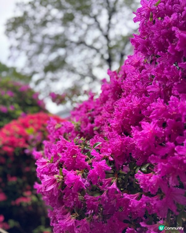 杜鵑花祭典2024
