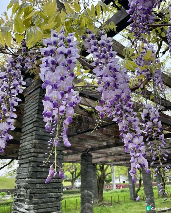 福岡遊の舞鶴公園🌸