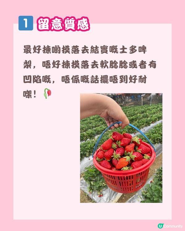 🍓深圳草莓園地圖 🗺 附價錢、摘士多啤梨TIPS🧺🌟