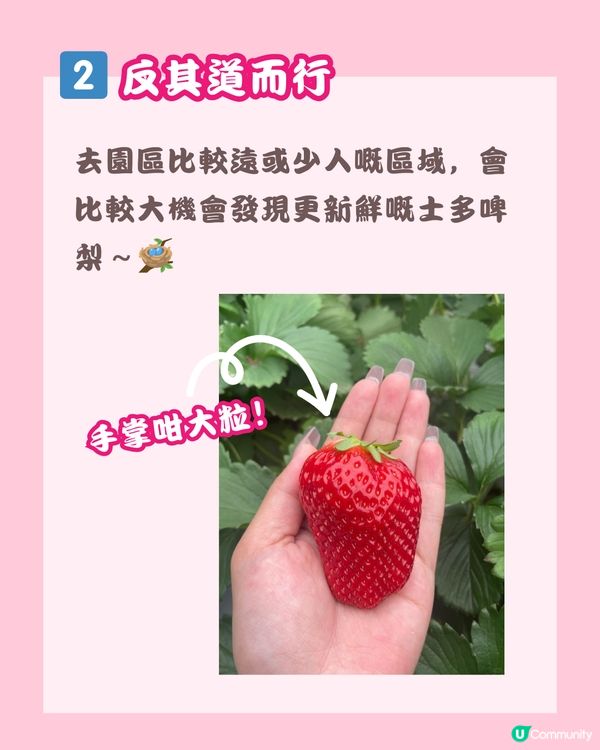 🍓深圳草莓園地圖 🗺 附價錢、摘士多啤梨TIPS🧺🌟