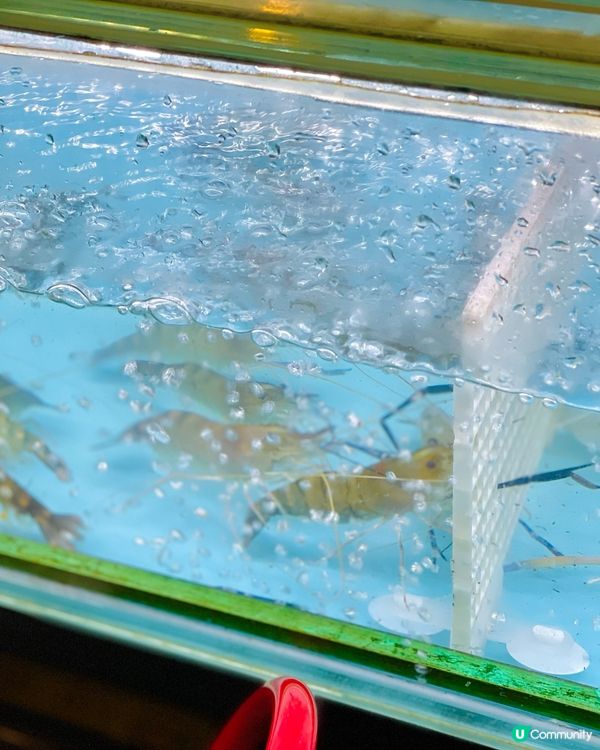 佐敦之哈哈蝦蝦笑