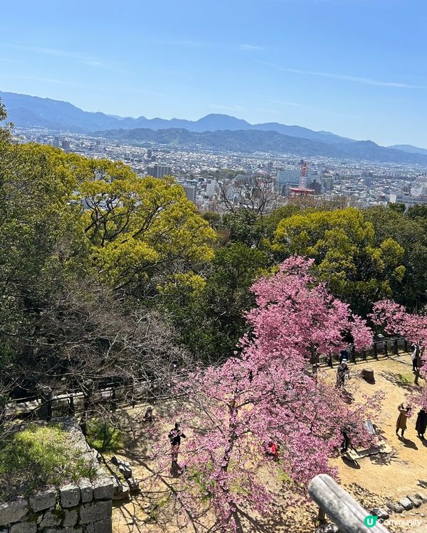 松山城賞櫻