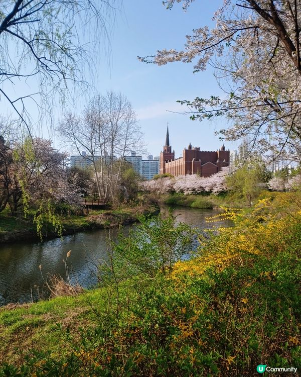 被春花包圍的韓國