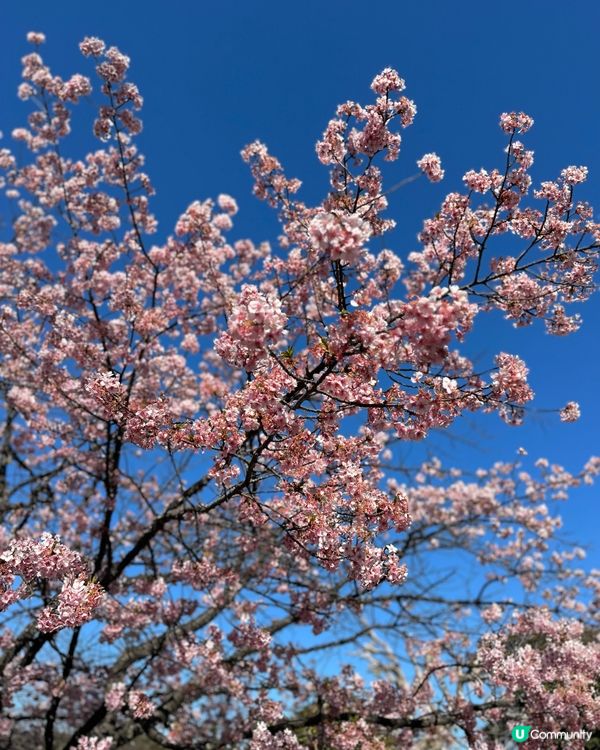江之島一日遊🇯🇵