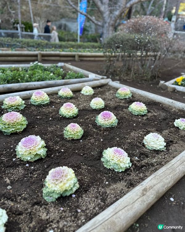 江之島一日遊🇯🇵