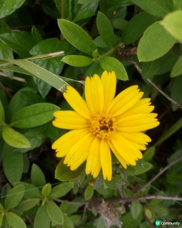 黃花滿地開