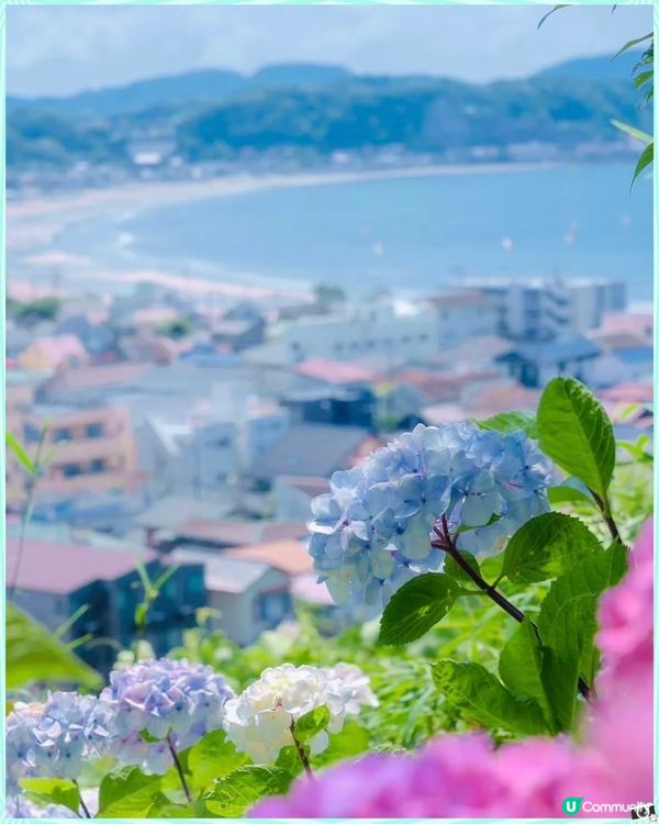 飛鳥山公園🌷