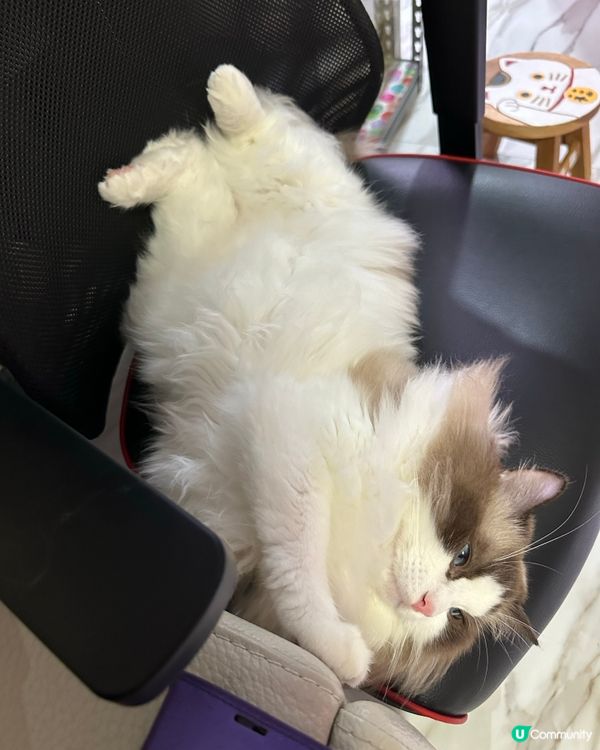 又係我呢隻小肥豬bubu呀🥰