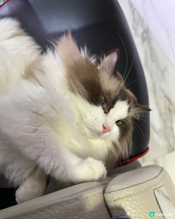 又係我呢隻小肥豬bubu呀🥰