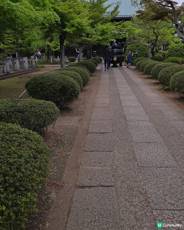 貓貓 豪德寺