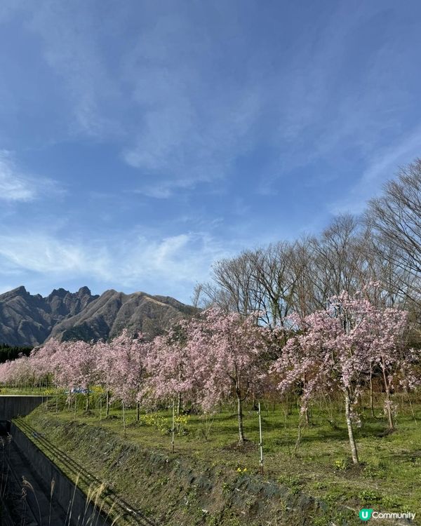 【日本自駕】九州熊本6天自駕遊行程整合（熊本→ 阿蘇→ 別府→ 由布院→ 熊本）