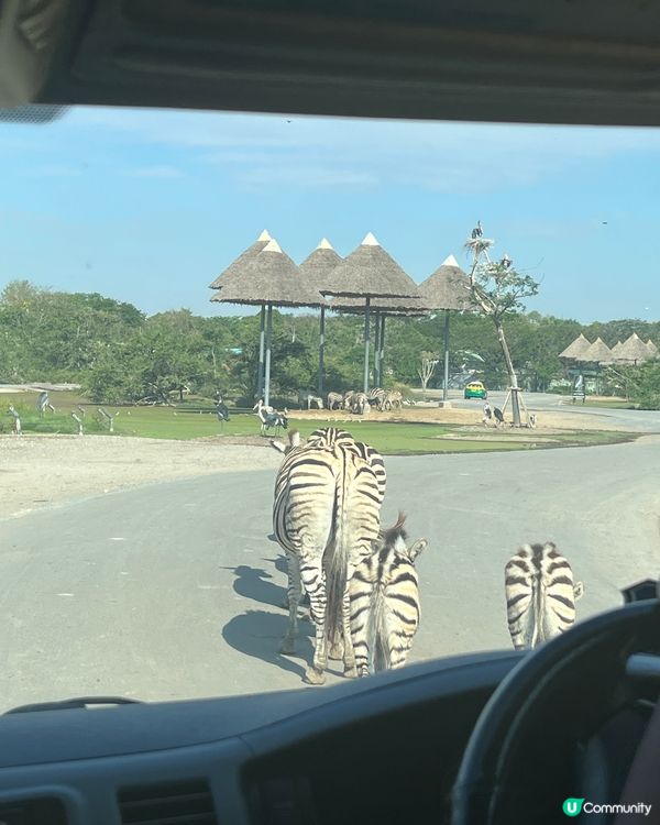 泰國🇹🇭動物園🦒🦓🐘推介！👍🏻