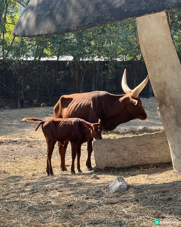 泰國🇹🇭動物園🦒🦓🐘推介！👍🏻