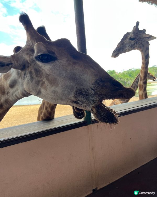 泰國🇹🇭動物園🦒🦓🐘推介！👍🏻