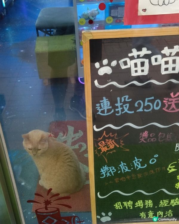 花貓控好去處，呢間夾公仔店有貓店長，貓店長好cutie呢😍