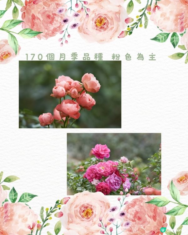 🌹深圳市中心絕美莫奈花園 浪漫花海 地鐵直達🚇