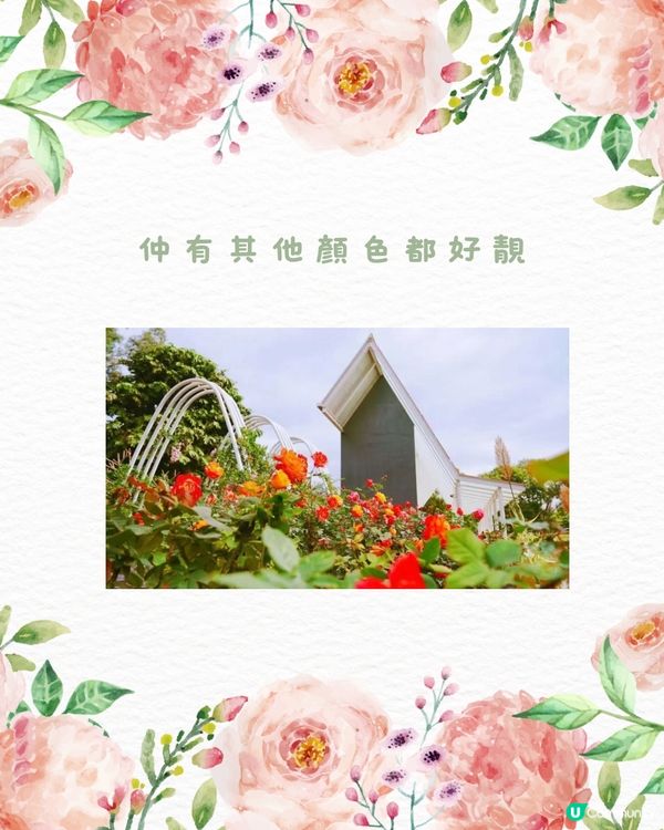 🌹深圳市中心絕美莫奈花園 浪漫花海 地鐵直達🚇