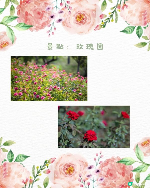 🌹深圳市中心絕美莫奈花園 浪漫花海 地鐵直達🚇