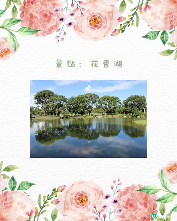 🌹深圳市中心絕美莫奈花園 浪漫花海 地鐵直達🚇