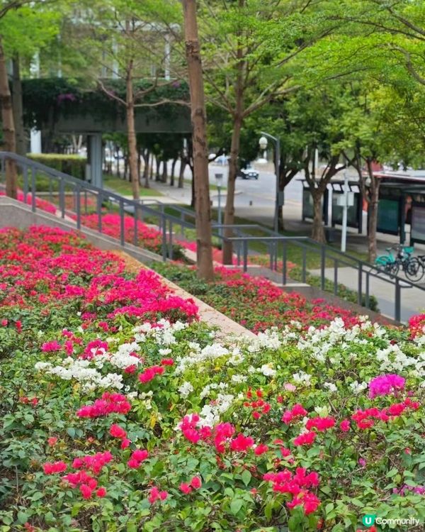 🌹深圳市中心絕美莫奈花園 浪漫花海 地鐵直達🚇