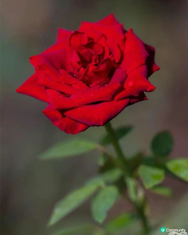 🌹深圳市中心絕美莫奈花園 浪漫花海 地鐵直達🚇