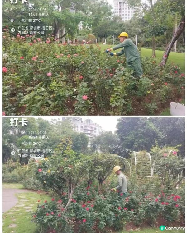 🌹深圳市中心絕美莫奈花園 浪漫花海 地鐵直達🚇