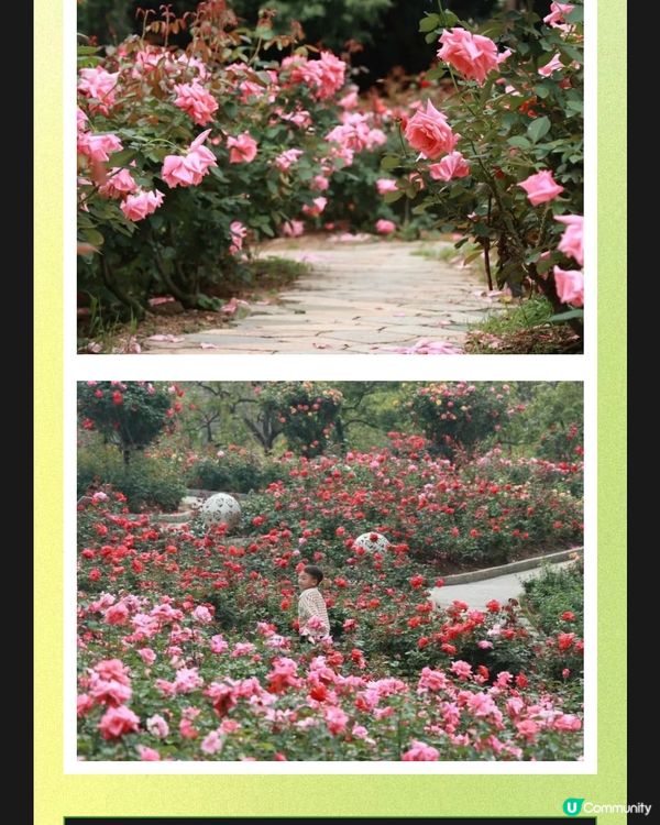 🌹深圳市中心絕美莫奈花園 浪漫花海 地鐵直達🚇