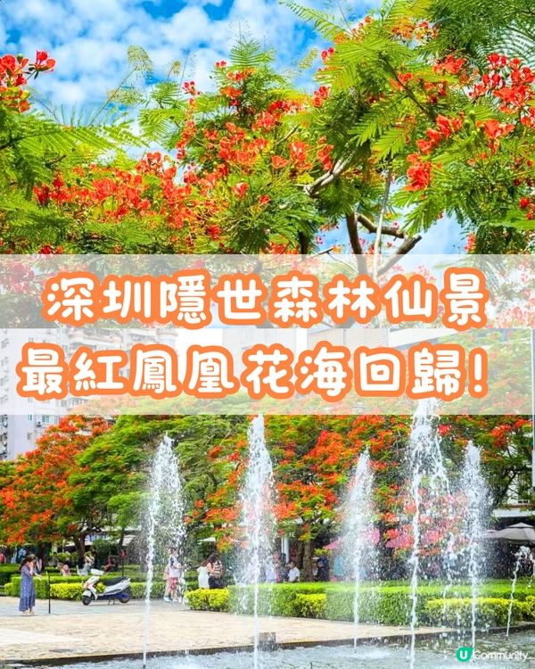 🌳深圳隱世森林仙景 最紅鳳凰花海回歸！⛲️