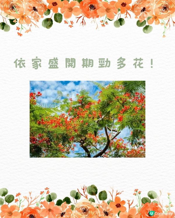 🌳深圳隱世森林仙景 最紅鳳凰花海回歸！⛲️